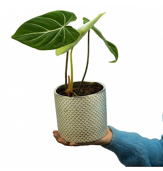 Philodendron Gloriosum ; Ø12 cm