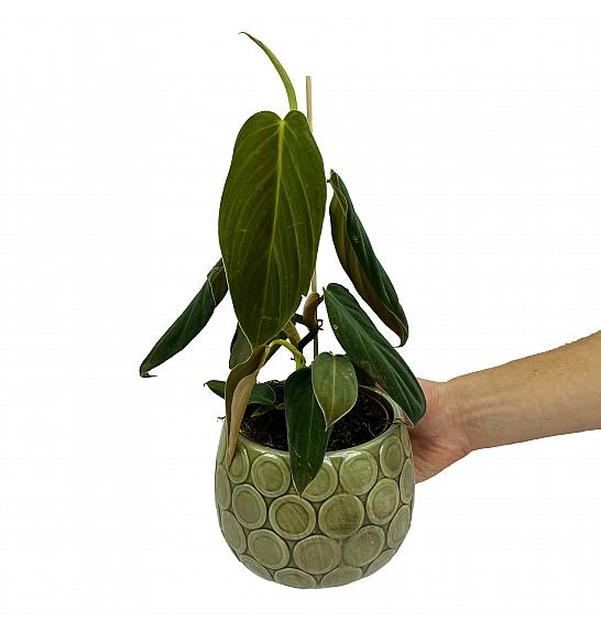 Philodendron Gigas; Ø12 cm