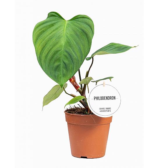 Philodendron Fuzzy petiole; Ø15 cm