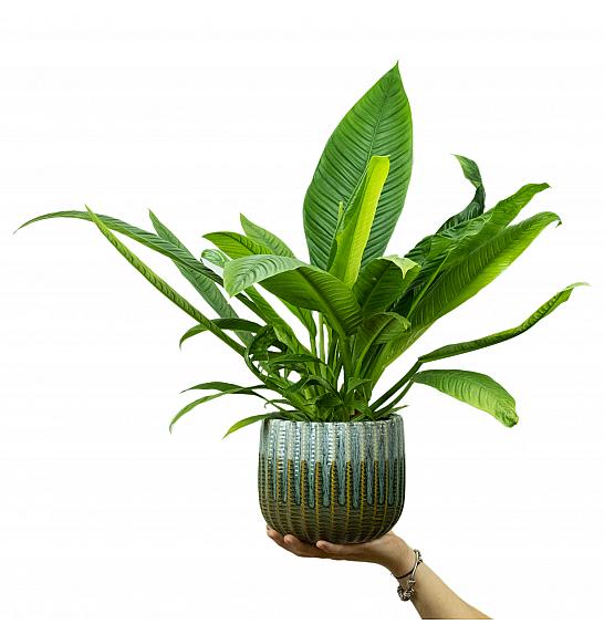 Philodendron Campii lynette; Ø14 cm