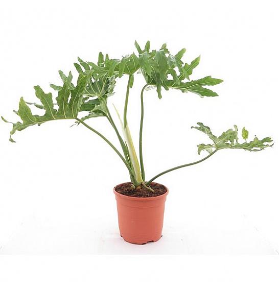 Philodendron bipinnatifidum ; Ø15 cm