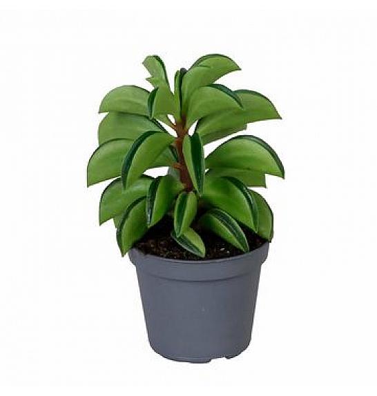 PEPEROMIA HAPPY BEAN; 12 cm