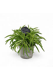 Peperomija Happy Bean 