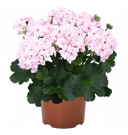 Pelargonium zon. Survivor Idols Paperbloom Ø12