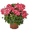 Viseča pelargonija Atlantic Red Star