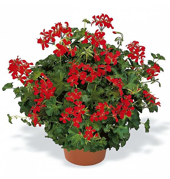 Pelargonium pel.Decora Red Ø10,5