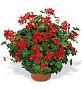 Višeča pelargonija Decora Red