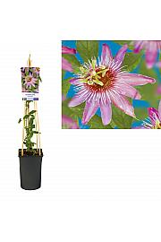 Pasijonka 'Anastasia'