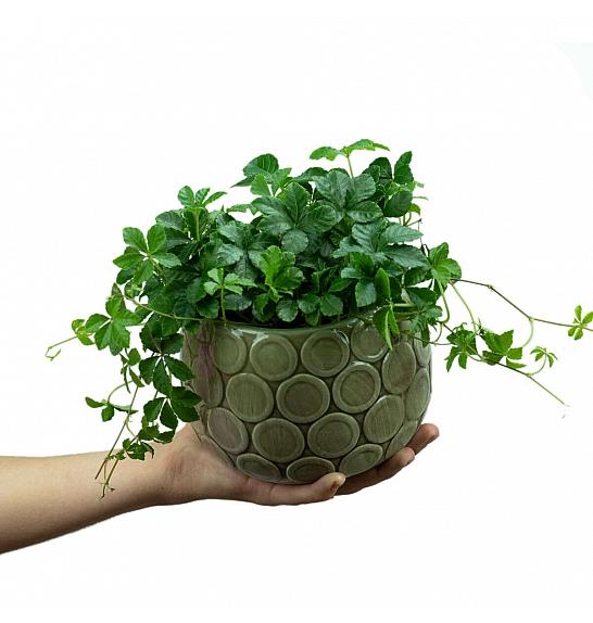 Parthenocissus inserta striati; Ø12cm