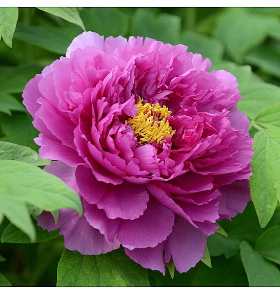 Paeonia suffruticosa Ling Hua Zhan Lu Ø12