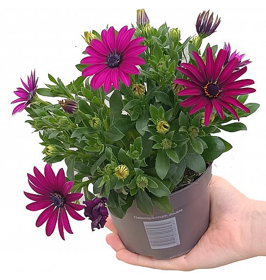 OSTEOSPERMUM ECKLONIS; Ø10/Ø11 EXTRA