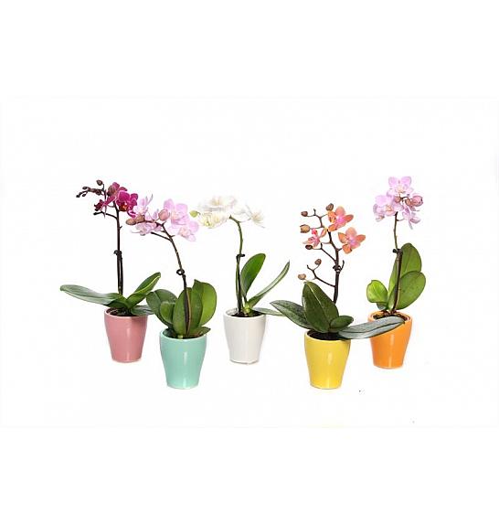 ORHIDEJE PHALAENOPSIS MINI ; Ø9 2 stebli