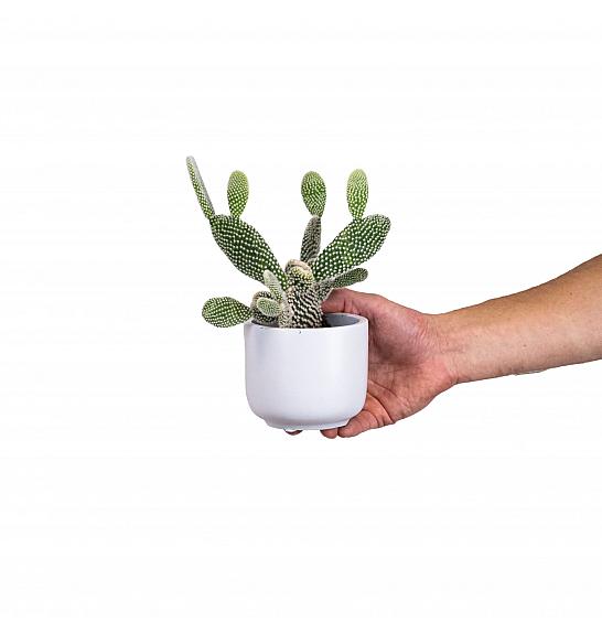 Opuntia microdasys Albispina; Ø8,5 cm