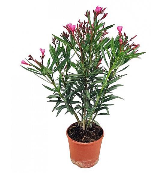 NERIUM OLEANDER ; Ø24; 70/80 CM