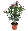 Oleander