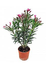 Oleander
