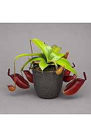 Nepenthes