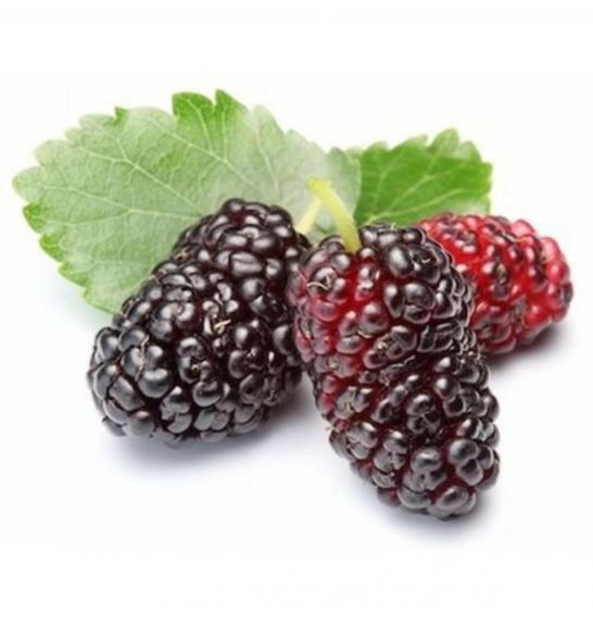 Morus rubra Mojo Berry C2 Lit. 40-60 cm