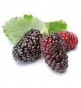 Murva Mojo Berry