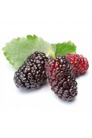 Murva Mojo Berry