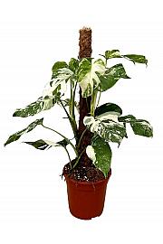 Monstera variegata - L