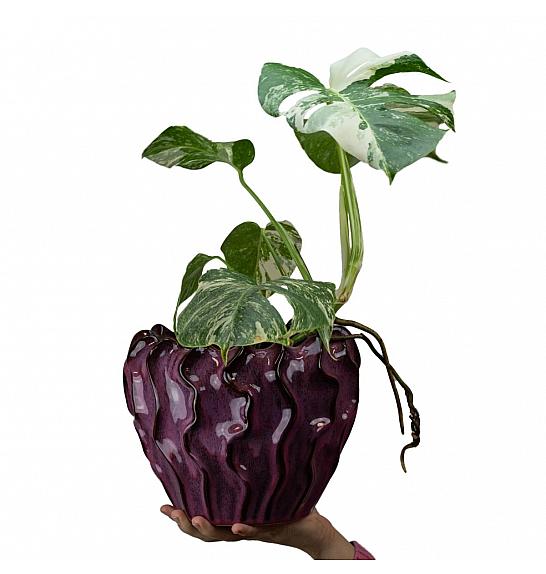 Monstera variegata; Ø17 cm