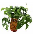 Monstera Minima