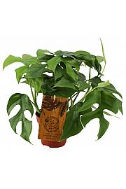 Monstera Minima
