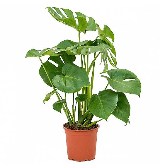 Monstera Deliciosa; Ø19