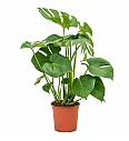 Monstera Deliciosa