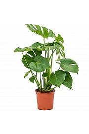 Monstera Deliciosa