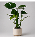 Monstera deliciosa - M