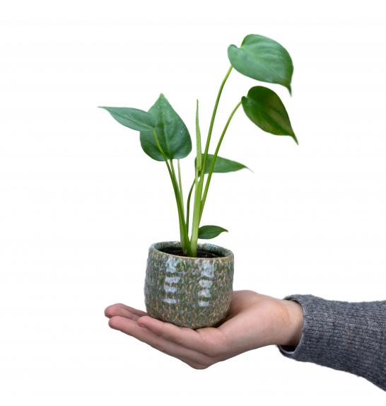 MONSTERA DELICIOSA; 6 cm