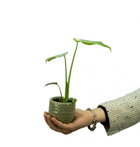 Monstera deliciosa 'Thai Constellation' Ø6