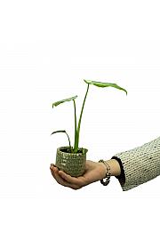Monstera Thai Constellation - S