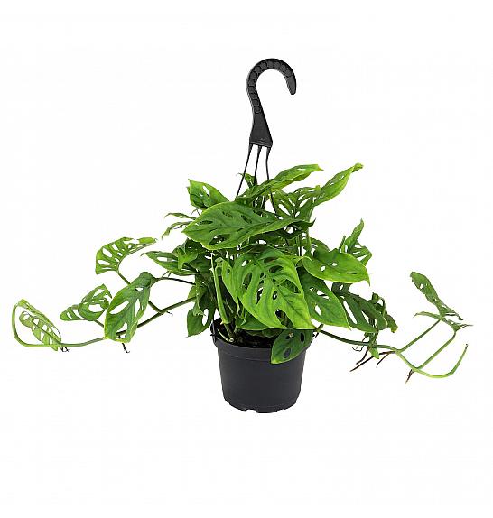 Monstera adansonii; 15 cm obešanka