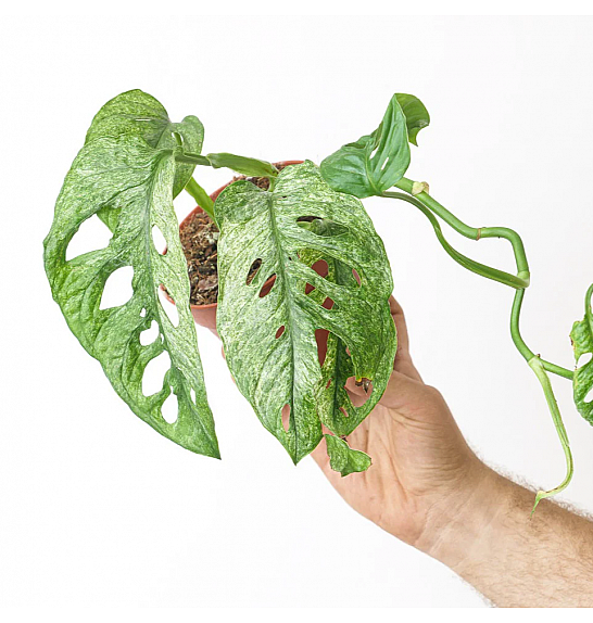 Monstera adansonii Mint; Ø12 cm