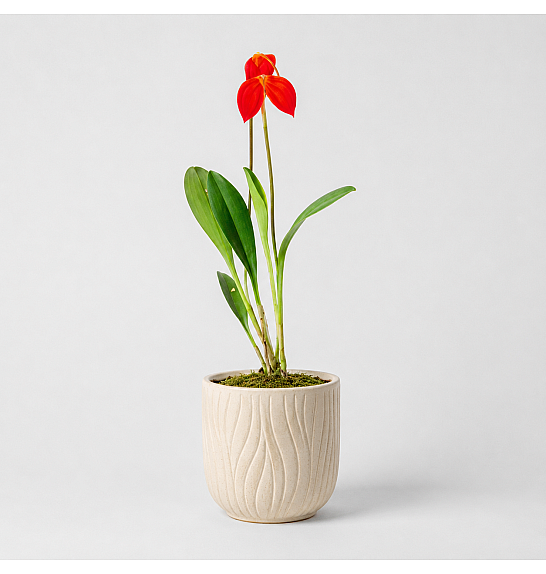 Masdevallia ignea; Ø6 cm