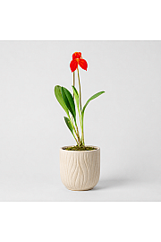Masdevallia ignea