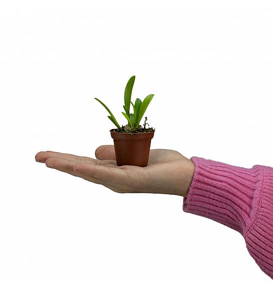 Masdevallia sprucei; Ø6 cm