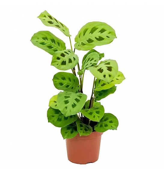 Marantha leuconeura Kerchoveana; Ø12 cm; 25 cm