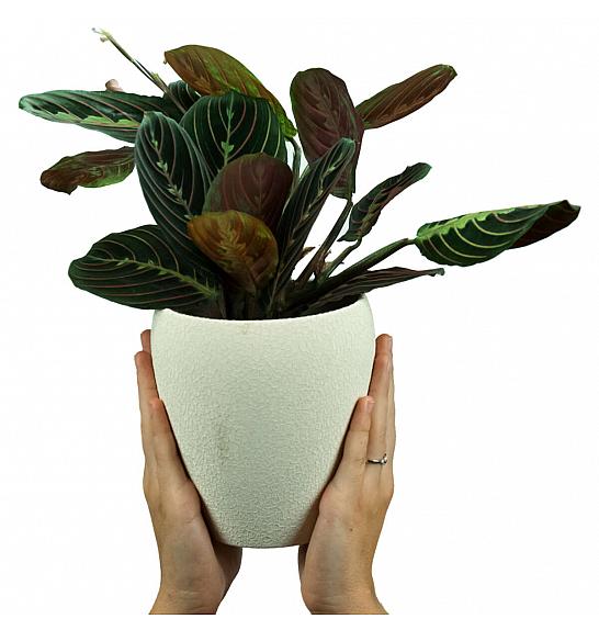 MARANTHA FASCINATOR ; Ø12