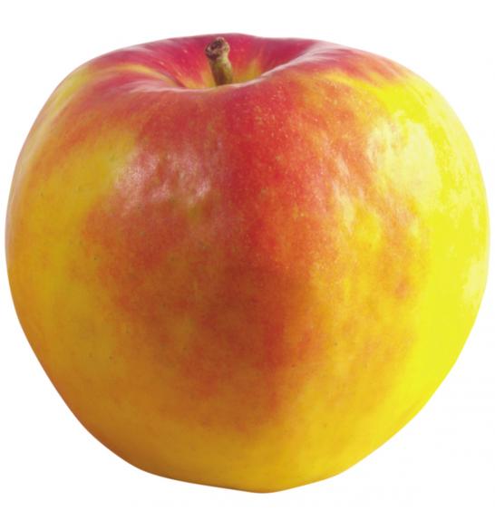 Malus domestica Suncats C5 Lit. 50-60 cm Stebričasta