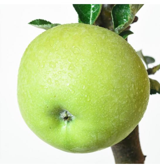 Malus domestica Goldcats C5 Lit. 50-60 cm Stebričasta