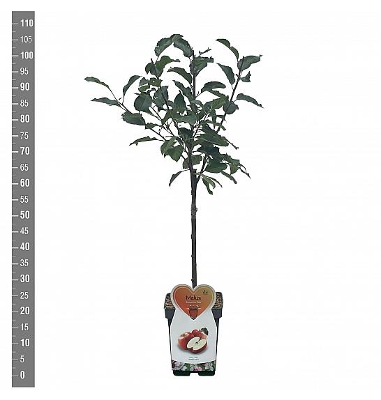 Malus domestica Gala C5 Lit. 80-100 cm Patio
