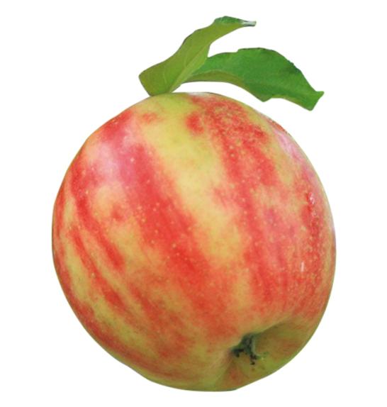Malus domestica Karneval C7,5 Lit. 125-150 cm
