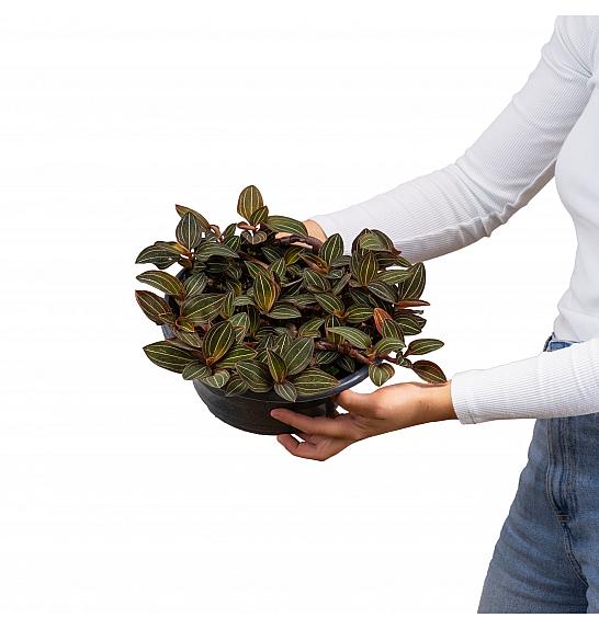 Ludisia discolor ; Ø23 cm