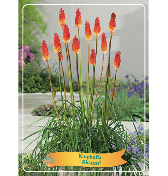 Kniphofia Alcazar Ø11