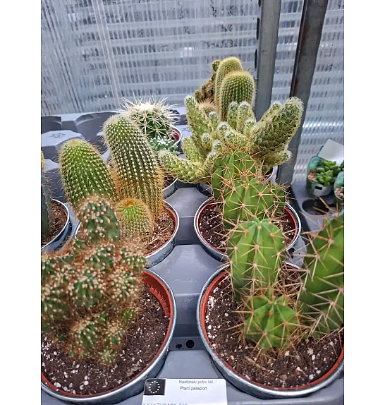 Kaktus mix; Ø12 cm
