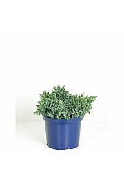 Brin 'Blue Star' - M
